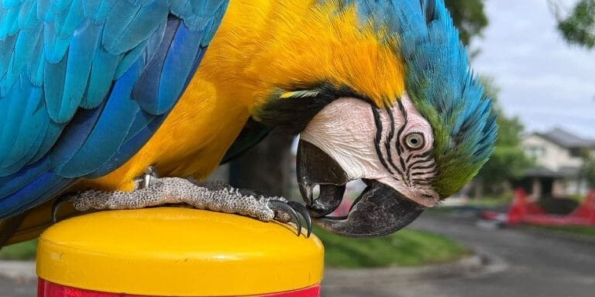 Where to Buy Macaws: Everything You Need to Know